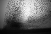 starling murmuration starling murmurations