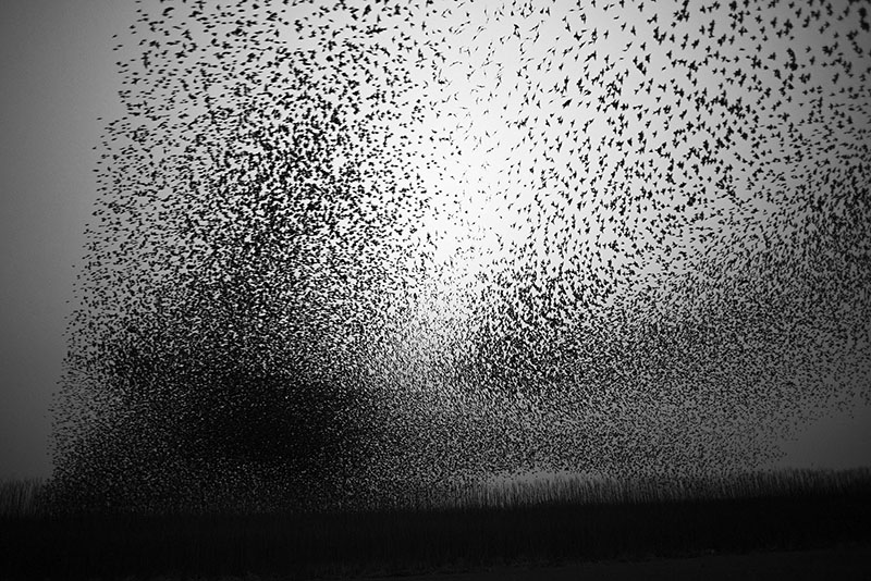 starling murmuration starling murmurations